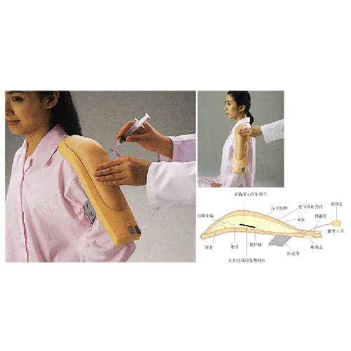 <b>高级电子上臂肌肉注射训练模型</b>