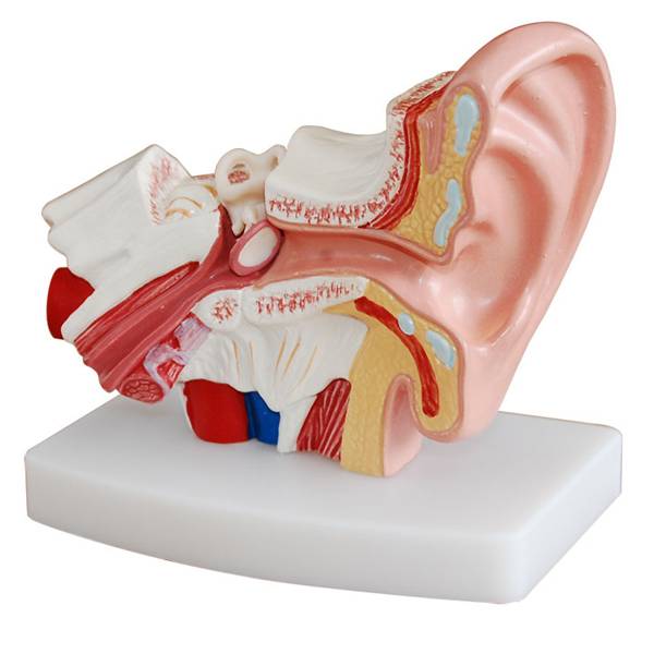 小型耳解剖放大模型(1.5倍大)
