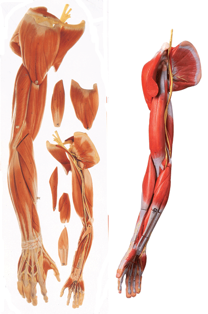 上肢肌肉附血管神经模型